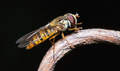 close up of a fly