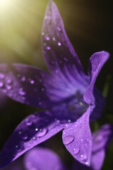 The bellflower is purple with raindrops on the petals.Macrophotography of a meadow bluebell flower.