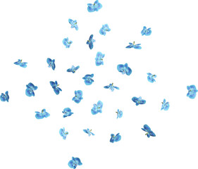 Scattered Blue Orchid