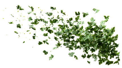 Scattered Fresh Parsley Leaves and Sprigs Floating on White Background, cut out transparent