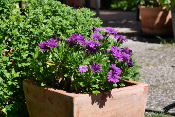 Purple Cape daisy in a flower pot in pure sunshine. Summer garden feelings.