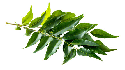 Neem tree branch with vibrant green serrated leaves on a clean white background, cut out transparent