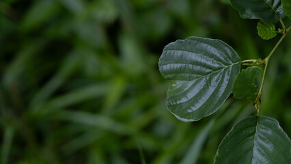 Green leaves of tree branch against blurred grass background