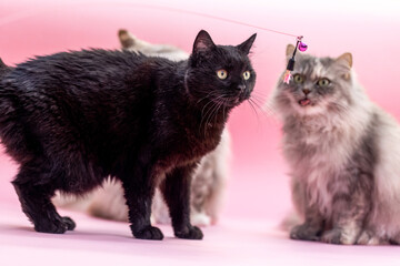 Black European Shorthair cat playing with toy next to silver German Longhair on pink background