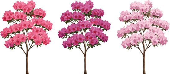 Pink rhododendron trees with blooming flowers, botanical floral illustrations, vibrant pink blossoms with detailed petals and green leaves