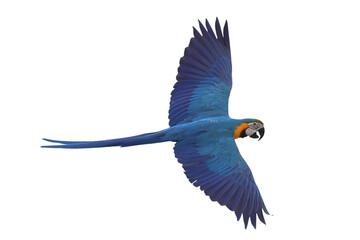 Colorful flying Blue and Gold Macaw parrot isolated on transparent background png file	