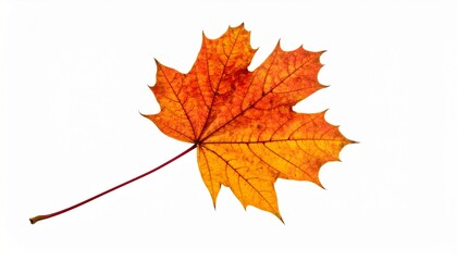 Fototapeta premium autumn maple leaf