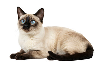 A serene Siamese cat resting, isolated on white or transparent background. PNG, perfect for themes of pets, companionship, and elegant animal photography