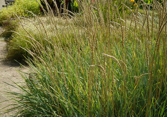image of beach rye grass (leymus arenarius)  in botanical garden during summer