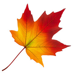 Obraz premium Autumn maple leaf with red and yellow gradient isolated on transparent background
