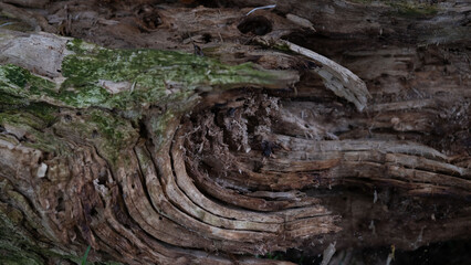 Close-up of weathered tree trunk with textured wood and moss