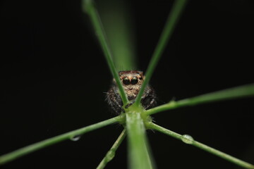 A macro photograph of a jumping spider (family Salticidae), showcasing its large anterior eyes for precise vision. Unlike web-building spiders, it relies on agile jumps to actively hunt its prey.