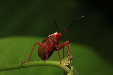 The Red Cotton Bug (Dysdercus cingulatus), belonging to the family Pyrrhocoridae, is commonly found in tropical regions. It feeds on plant sap, especially cotton,
