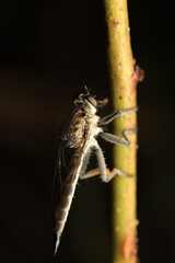 A close-up photograph of a robber fly (family Asilidae) perched on a branch. It features a slender body covered with fine hairs, large compound eyes, and spiny legs specialized for catching prey.