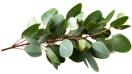 A cluster of fresh eucalyptus branches with oval leaves and reddish stems, cut out transparent