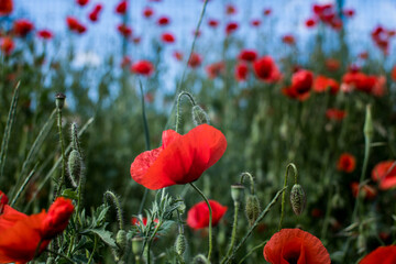 Naklejka premium Red poppies field wallpaper in Romania