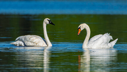 A trumpeter swan and mute swan swimming on the Grand River at Harbor Island in Grand Haven, Michigan