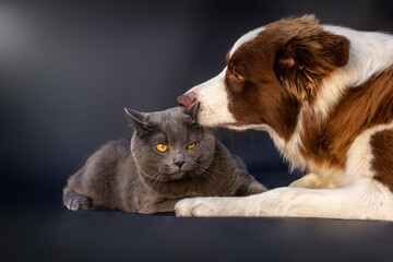 Border Collie dog cuddling with British Shorthair cat on dark background