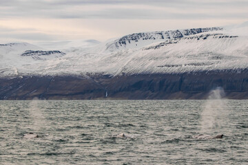 Humpback Whale Dorsal Fin Surfacing in Husavik, Iceland