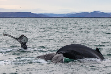 Fototapeta premium Humpback Whale Tail Diving in Husavik, Iceland