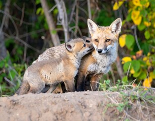 Naklejka premium Mother fox and kits