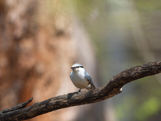 ゴジュウカラのポートレート