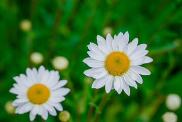 Fototapeta premium Photo of beautiful flowers in summer garden