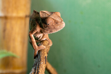 Chameleon Resting on Branch with Green Background