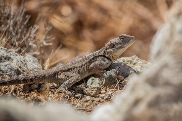 Starred Agama Lizard in Cyprus Natural Habitat