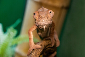 CloseUp of Exotic Chameleon Reptile