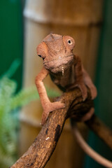 Detailed Portrait of Brown Chameleon Lizard