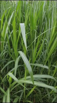 The kolonjono grass, buffalo grass, para grass, brachiaria mutica or urochloa mutica with green leaves that grow well in wet soil and are used as animal feed because of their soft and crunchy texture