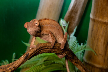 Fototapeta premium Exotic chameleon. Lizard skin texture, macro