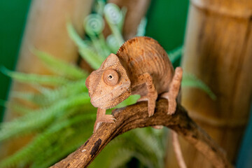 Chameleon Sitting on Branch with Plants Behind. Beautiful reptile