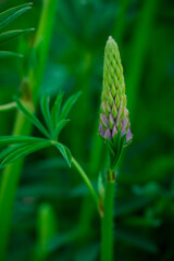 Photo of beautiful flowers in summer garden