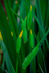 Photo of beautiful flowers in summer garden