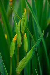 Obraz premium Photo of beautiful flowers in summer garden