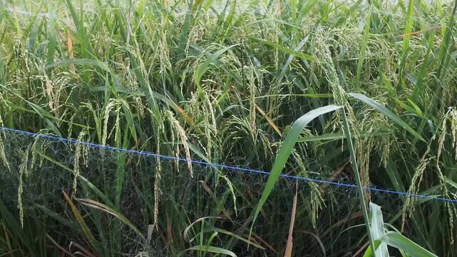 The rice plants or oryza sativa that have started to bear fruit and grow well with green leaves in a rice field area