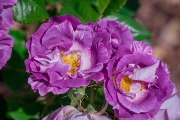 Naklejka premium Photo of beautiful flowers in summer garden