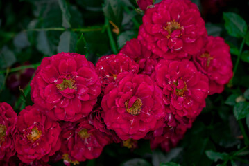 Photo of beautiful flowers in summer garden
