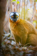 lemurian in the tree