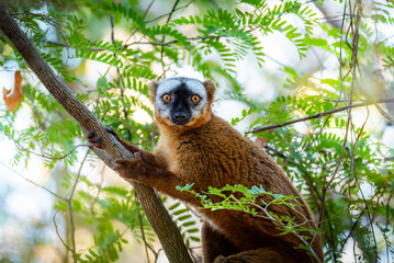 lemurian in the tree