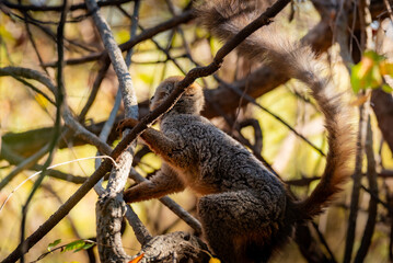 lemurian in the tree