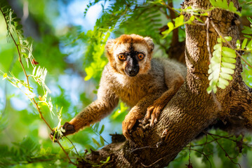 lemurian in the tree