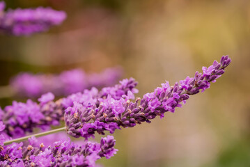 Photo of beautiful flowers in summer garden
