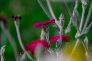 Photo of beautiful flowers in summer garden