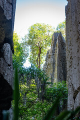Old tree in Tsingy cave