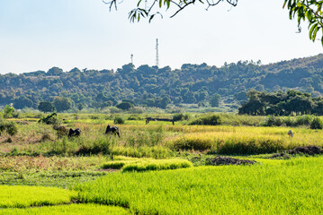 rice field in Madagascar