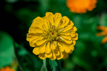 Photo of beautiful flowers in summer garden