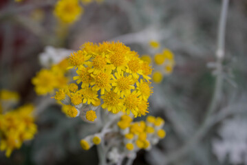 Photo of beautiful flowers in summer garden